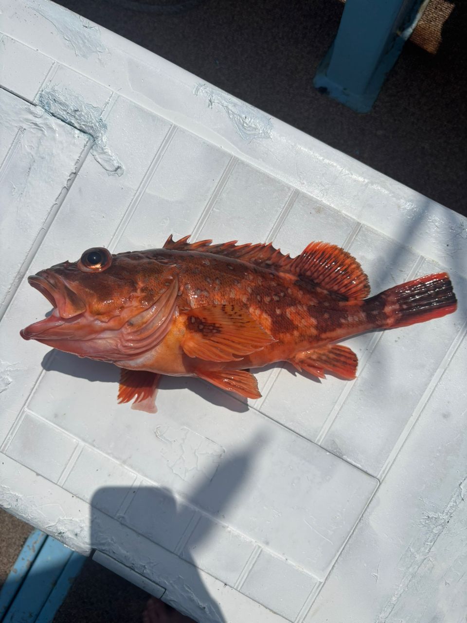 ウッカリカサゴ