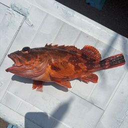 ウッカリカサゴ