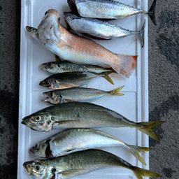 アジ