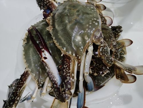 ワタリガニの釣果