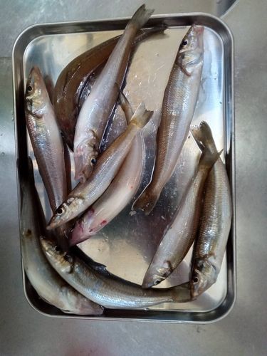 シロギスの釣果