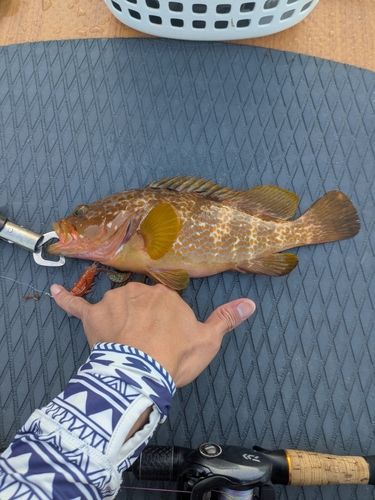 アコウの釣果