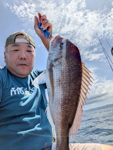 マダイの釣果