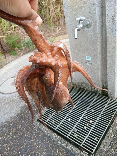 マダコの釣果
