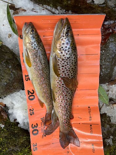 ブラウントラウトの釣果