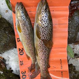 ブラウントラウト