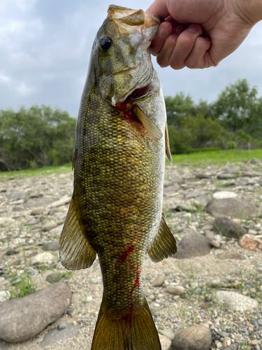 スモールマウスバスの釣果