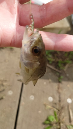 セイゴ（マルスズキ）の釣果