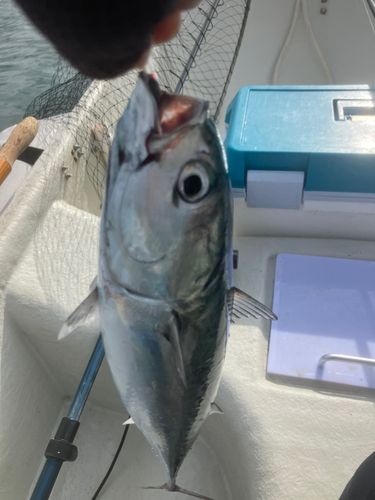 ソウダガツオの釣果