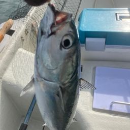 ソウダガツオ