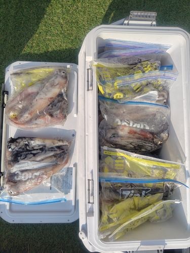 シロイカの釣果