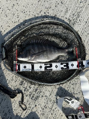 メイタの釣果