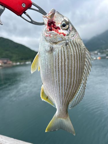 キビレの釣果