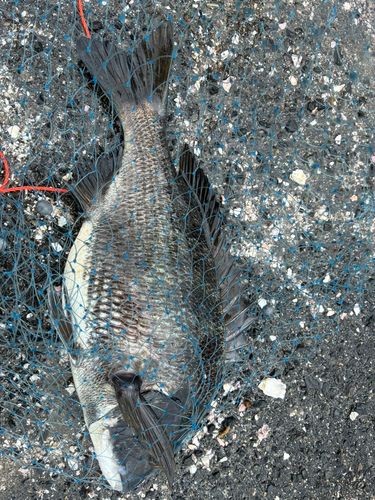 チヌの釣果