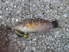 オオモンハタの釣果