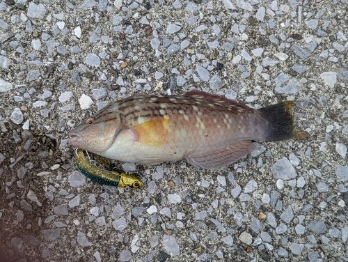 オオモンハタの釣果