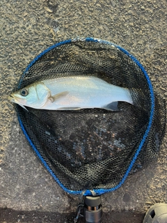 ヒラスズキの釣果