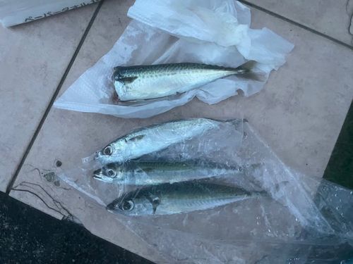 サバの釣果