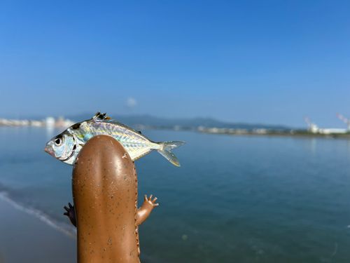 ヒイラギの釣果