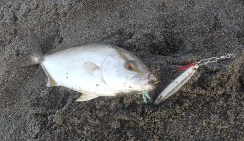 ショゴの釣果