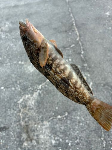 アイナメの釣果