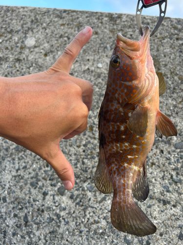 キジハタの釣果