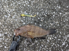 オオモンハタの釣果