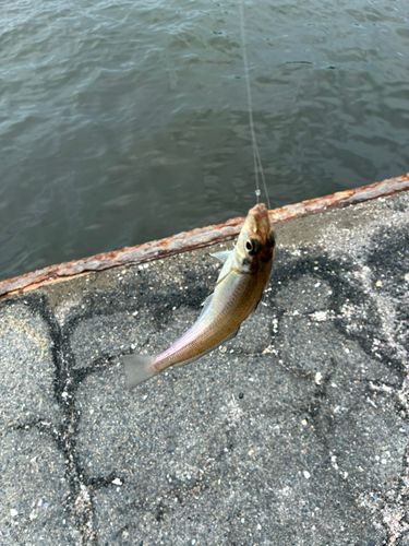 キスの釣果