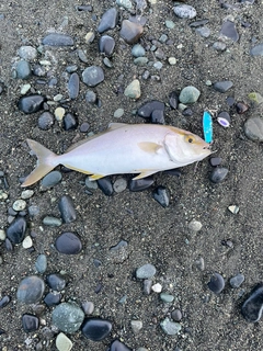 ショゴの釣果