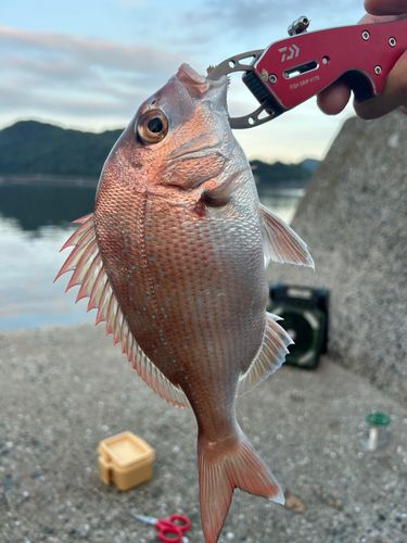 釣果