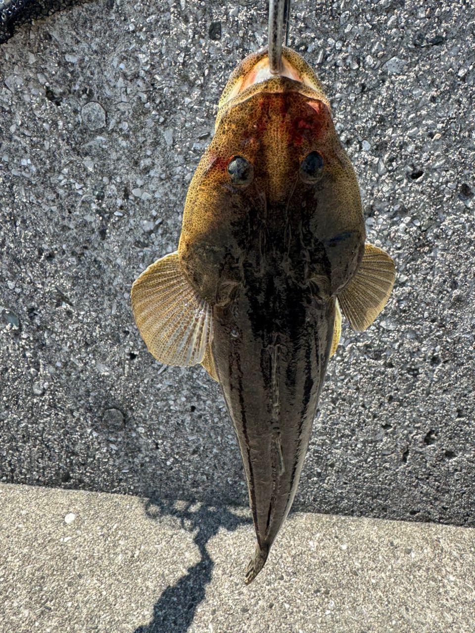マゴチ