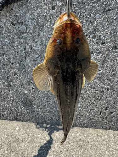 マゴチの釣果