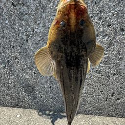 マゴチ