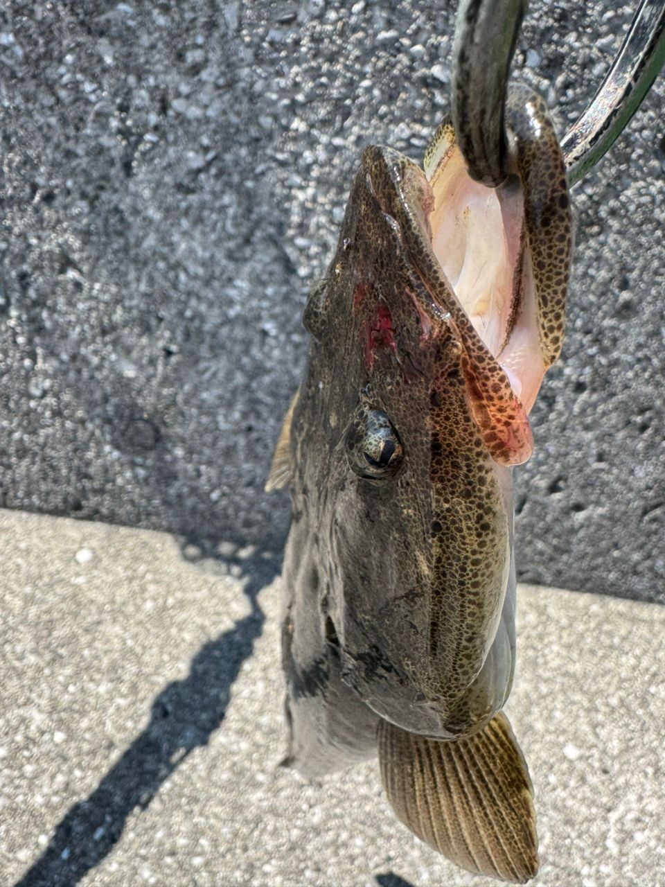 マゴチ