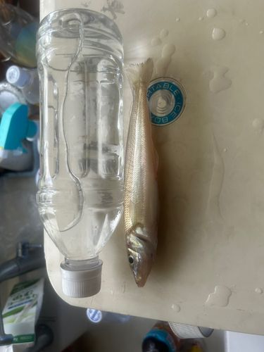 キスの釣果