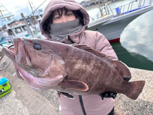 マハタの釣果
