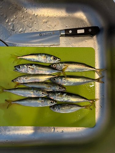 サバの釣果