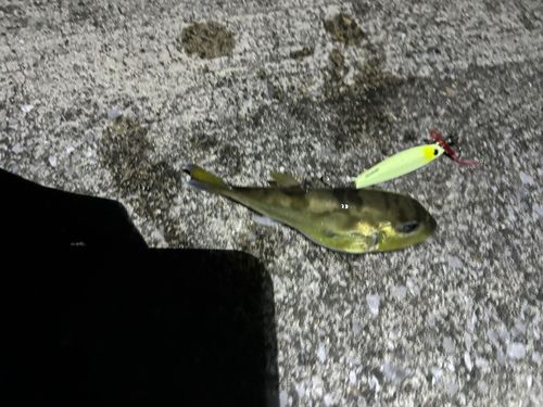 シロサバフグの釣果