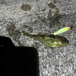 シロサバフグ