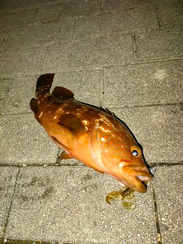 キジハタの釣果
