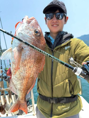 マダイの釣果