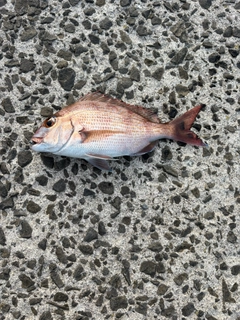 タイの釣果