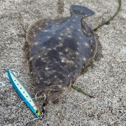 ヒラメ