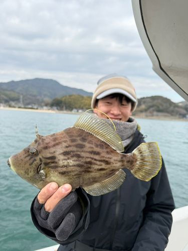 カワハギの釣果