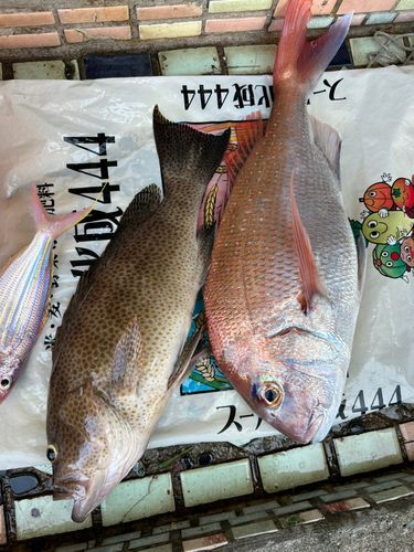タイの釣果
