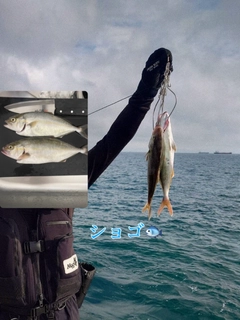 ショゴの釣果