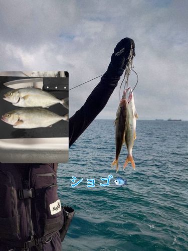ショゴの釣果