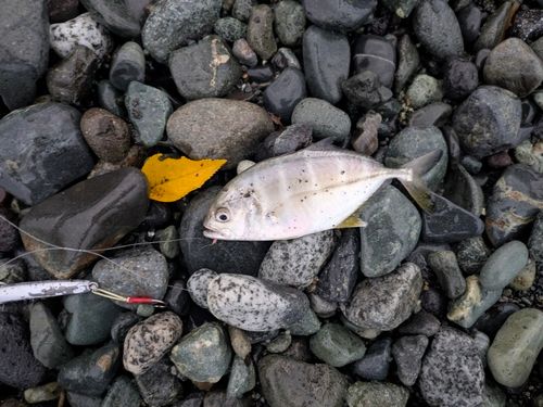 メッキの釣果