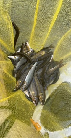 アユの釣果