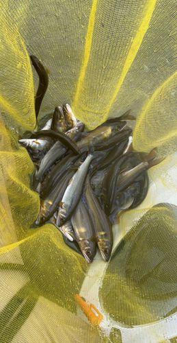 アユの釣果